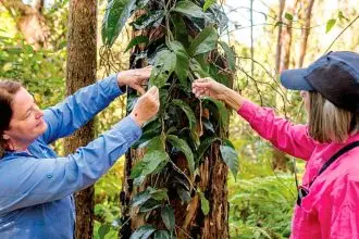 Land for Wildlife property owners Jenny and Peter Spencer, with Council’s Senior Environmental Partnerships Officer Maree Manby, reviewing the progress of the Richmond birdwing butterfly vines planted through the Land for Wildlife program to support the vulnerable butterfly.