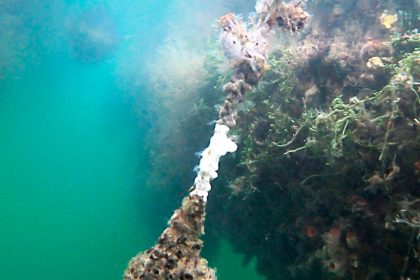 White colonial sea squirt (Didemnum perlucidum)