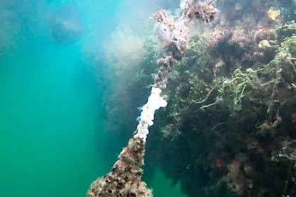 White colonial sea squirt (Didemnum perlucidum)
