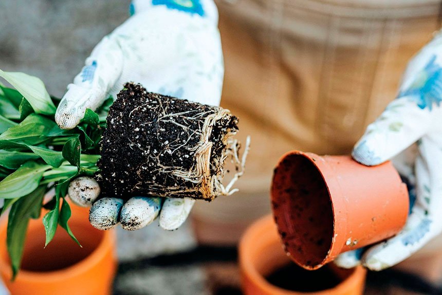 Free plants are good, but watch for weeds