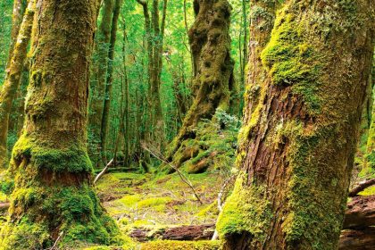 Tasmania’s Tarkine