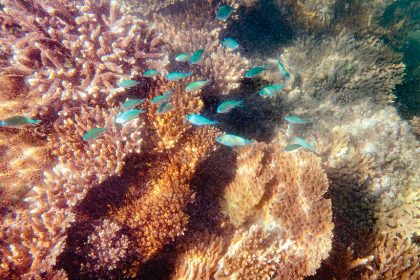 The Harry Atkinson Artificial Reef was first established in 1975.