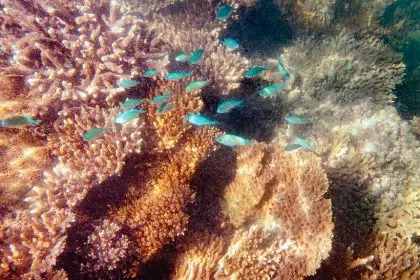 The Harry Atkinson Artificial Reef was first established in 1975.