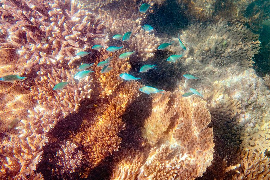 The Harry Atkinson Artificial Reef was first established in 1975.