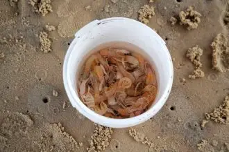 Yabbies are easy to catch and are great bait.