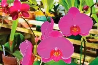 DRAIN WELL: Orchids like water, but do not like being waterlogged.