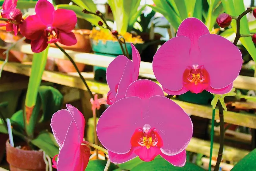 DRAIN WELL: Orchids like water, but do not like being waterlogged.