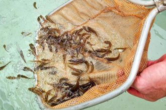 The fingerlings are having a great start to life.