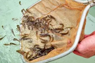 The fingerlings are having a great start to life.