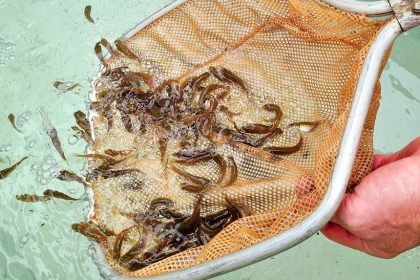 The fingerlings are having a great start to life.