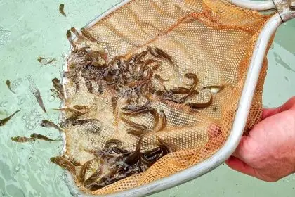 The fingerlings are having a great start to life.