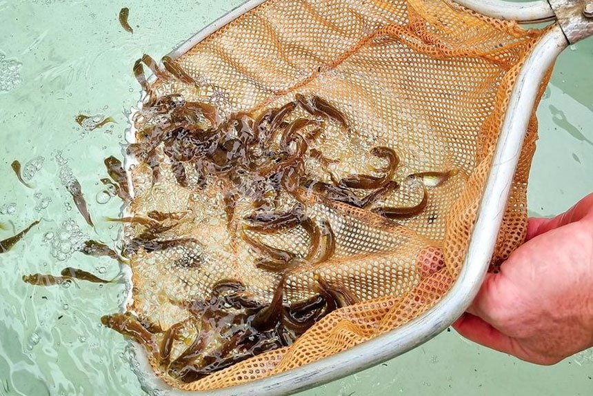 The fingerlings are having a great start to life.