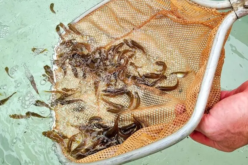 The fingerlings are having a great start to life.