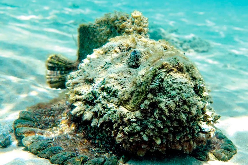 DANGEROUS: Stonefish are hard to spot and deliver a painful sting.