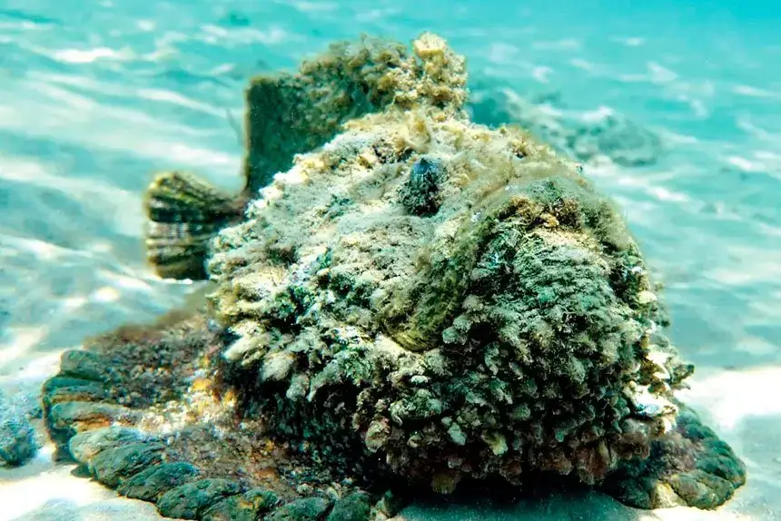 DANGEROUS: Stonefish are hard to spot and deliver a painful sting.