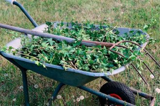 DAILY TASK: Keep on top of those pesky weeds.