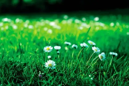 There are so many variables when it comes to helping a plant to flourish.