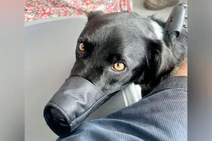 UNDER CONTROL: A muzzled dog aboard a SeaLink service.