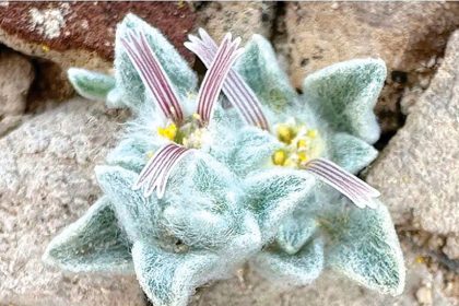 A photographer’s keen eye captures a brand-new plant species, marking a groundbreaking botanical find.