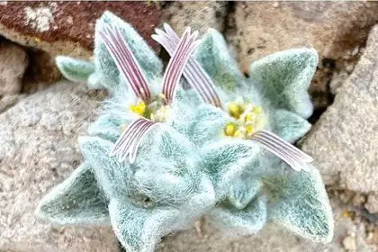 A photographer’s keen eye captures a brand-new plant species, marking a groundbreaking botanical find.