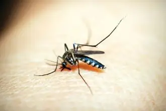 BUZZ OFF: Mosquitoes are not welcome on the island.