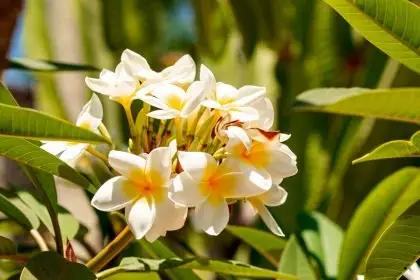 Frangipani proves itself to be priceless