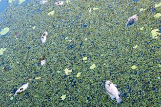 SHOCK DISCOVERY: Dead fish at Crystal Waters Wetlands in Thornlands.