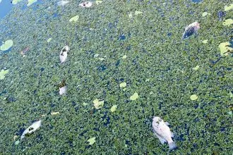 SHOCK DISCOVERY: Dead fish at Crystal Waters Wetlands in Thornlands.