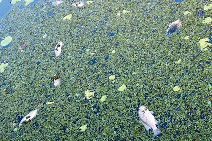 SHOCK DISCOVERY: Dead fish at Crystal Waters Wetlands in Thornlands.