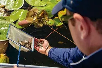 Fingerlings being released into dams are creating valuable opportunities for Queenslanders to engage in recreational fishing.