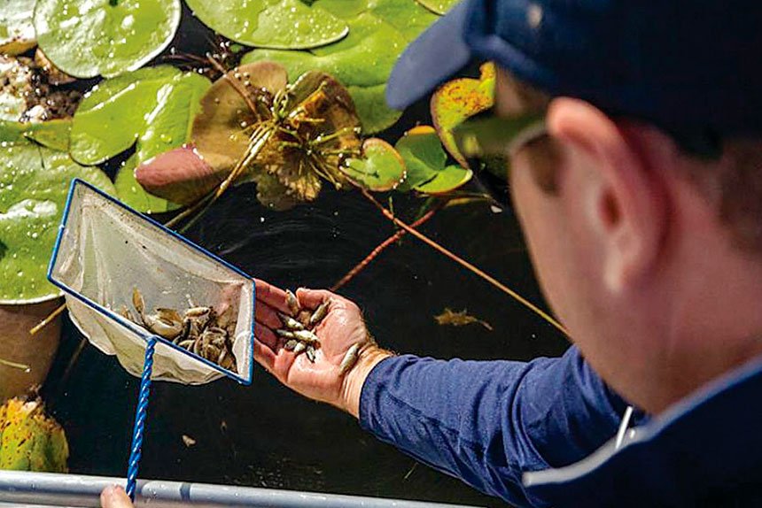 Fingerlings being released into dams are creating valuable opportunities for Queenslanders to engage in recreational fishing.