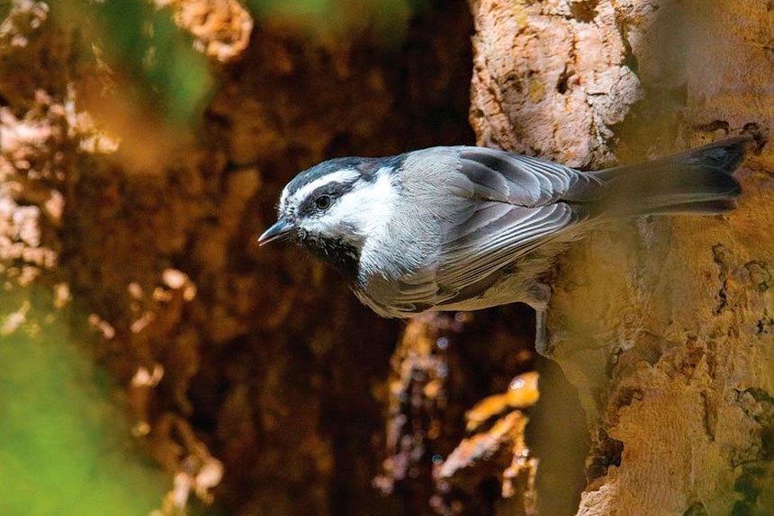 How the Brain Ages and Why Memory Matters