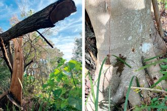(Left) SAD LOSS: Fallen trees raise major concerns. (Right) POISON ACT: Drill holes in a mature fig tree.