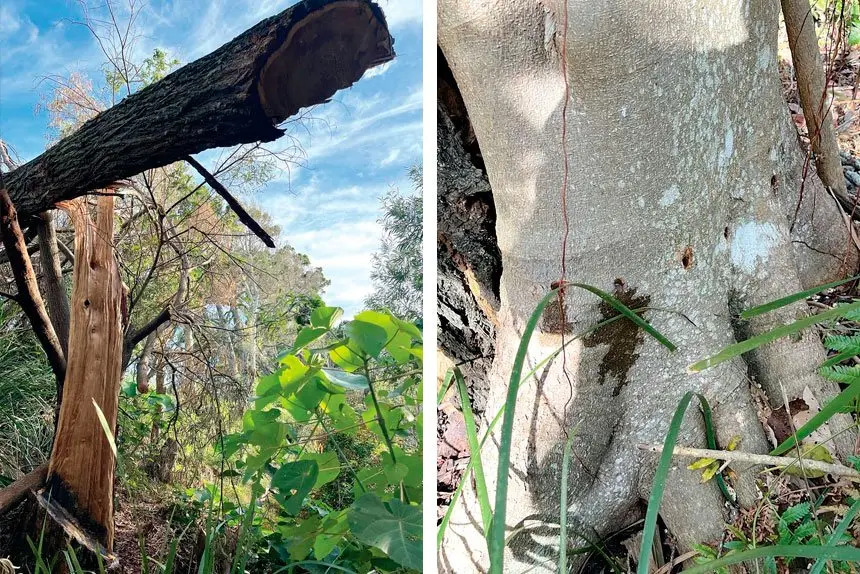 (Left) SAD LOSS: Fallen trees raise major concerns. (Right) POISON ACT: Drill holes in a mature fig tree.