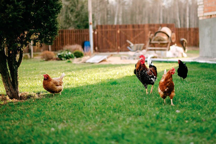 How Chicken Became Australia’s Favourite Meat