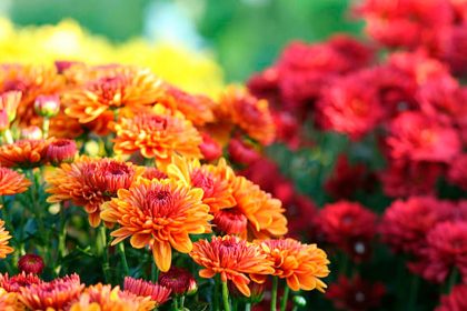 Chrysanthemums are truly striking