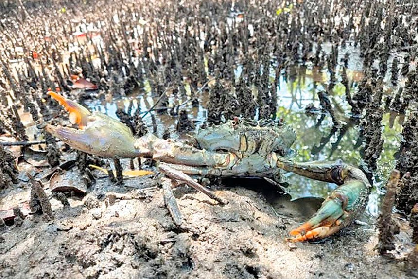 Larger tides are especially effective for catching mud crabs.
