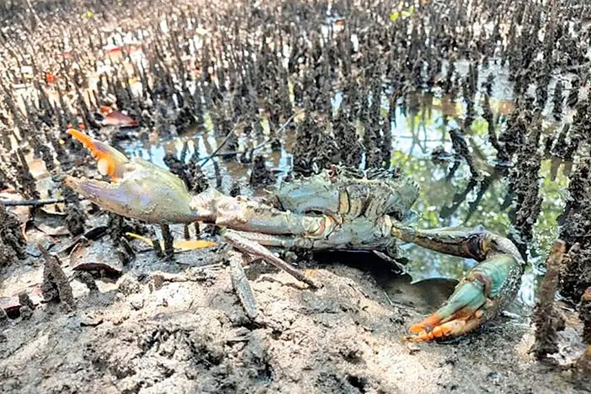 Larger tides are especially effective for catching mud crabs.