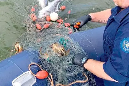 Illegal netting has alarmed Queensland Boating and Fishing Patrol officers.