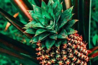 Easy Tips for Growing Pineapples at Home