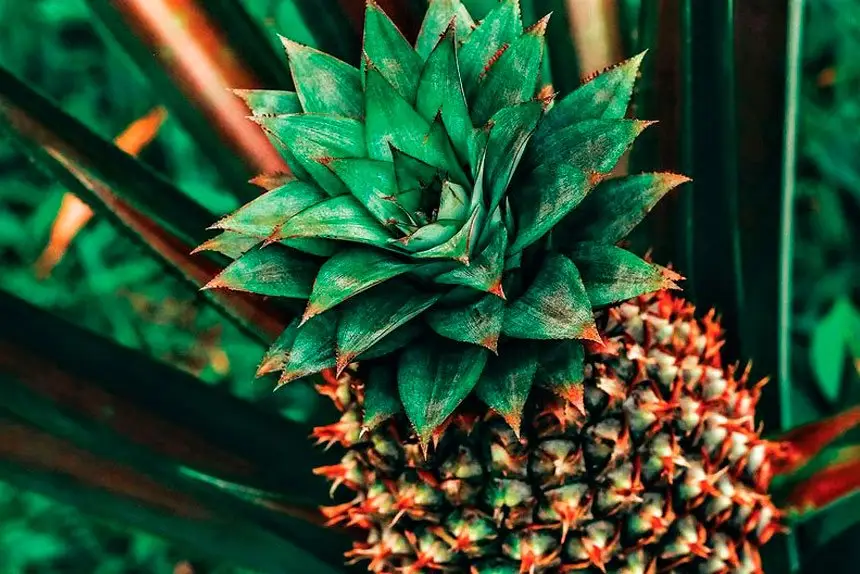 Easy Tips for Growing Pineapples at Home