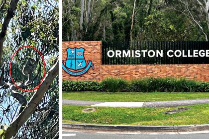 There is concern over a lack of food for koalas.