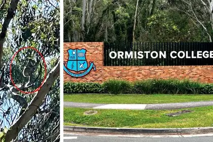 There is concern over a lack of food for koalas.