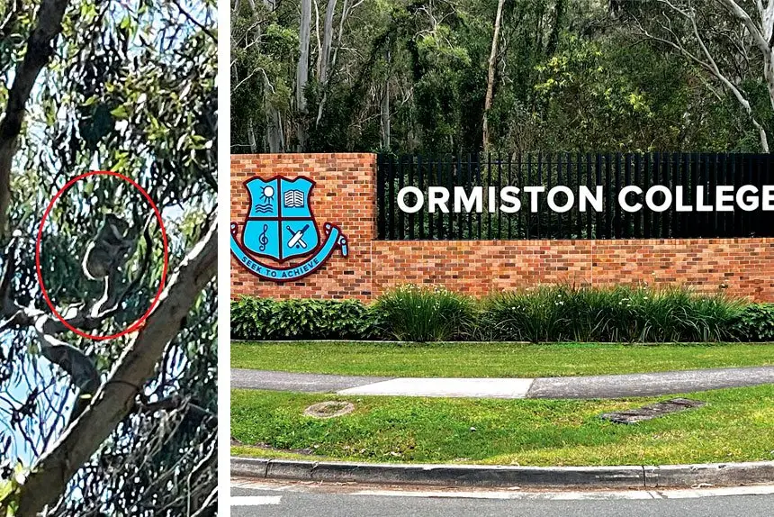 There is concern over a lack of food for koalas.