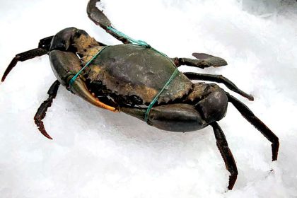 Always restrain a crab before testing its shell.