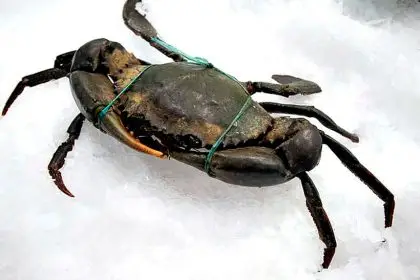 Always restrain a crab before testing its shell.