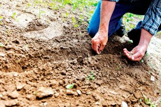 Caring for Your Soil for a Healthier Garden