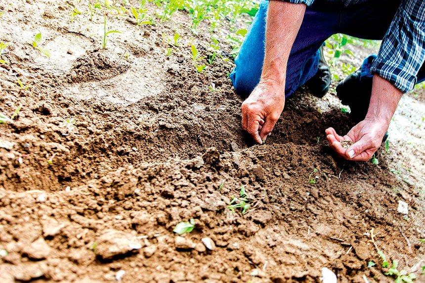 Caring for Your Soil for a Healthier Garden