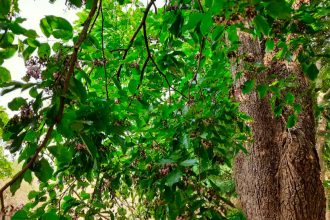 Pongamia trees offer shade, beauty and vital benefits, from renewable diesel and protein-rich seeds to traditional medicinal uses.