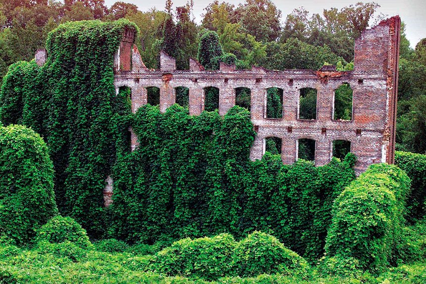 The invasive plant kudzu covers an old factory in Rockingham in the US. PHOTO: AP Photo/Chuck Burton